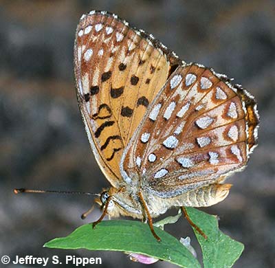 Northwestern Fritillary (Argynnis hesperis)