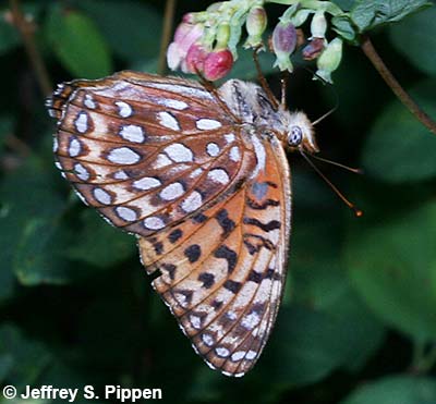 Northwestern Fritillary (Argynnis hesperis)