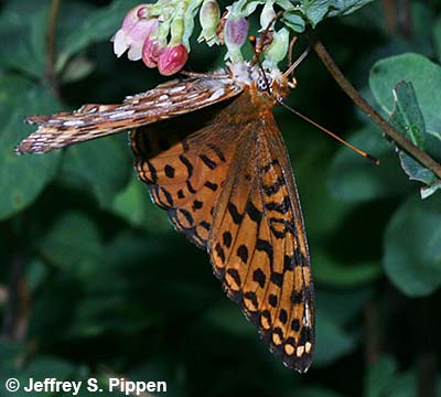 Northwestern Fritillary (Argynnis hesperis)