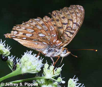 Northwestern Fritillary (Argynnis hesperis)