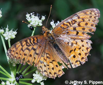 Northwestern Fritillary (Argynnis hesperis)