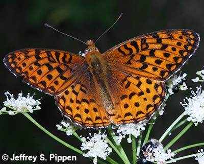 Northwestern Fritillary (Argynnis hesperis)