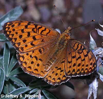 Northwestern Fritillary (Argynnis hesperis)