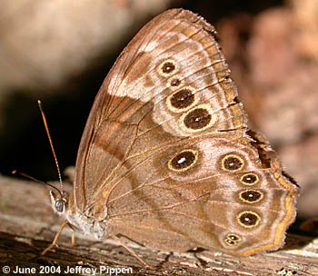 Northern Pearly-eye (Lethe anthedon)