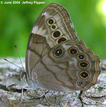 Northern Pearly-eye (Lethe anthedon)