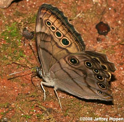 Northern Pearly-eye (Lethe anthedon)