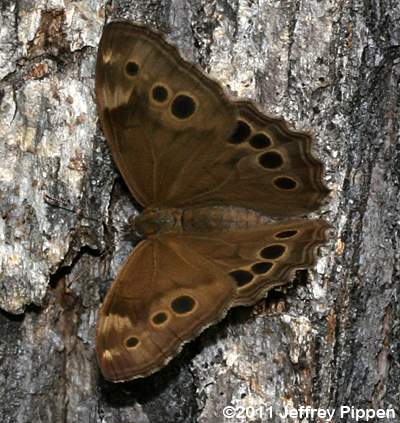 Northern Pearly-eye (Lethe anthedon)