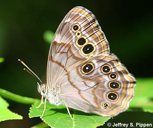 Northern Pearly-eye (Lethe anthedon)