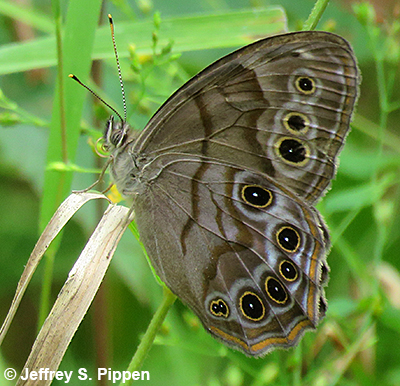 Northern Pearly-eye (Lethe anthedon)