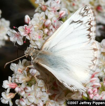 Northern White Skipper (Heliopetes ericetorum)