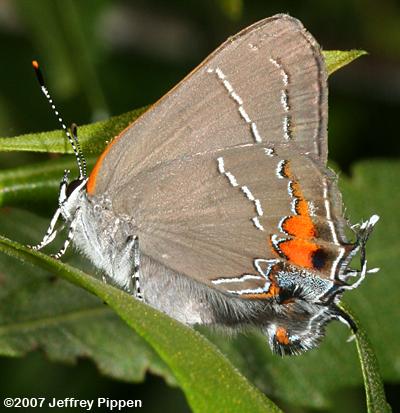 'Southern' Oak Hairstreak (Satyrium favonius favonius)