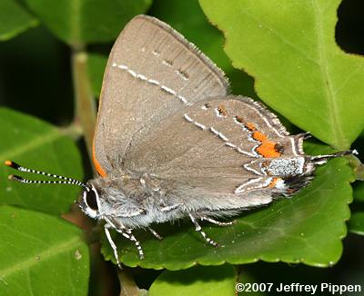 'Southern' Oak Hairstreak (Satyrium favonius favonius)