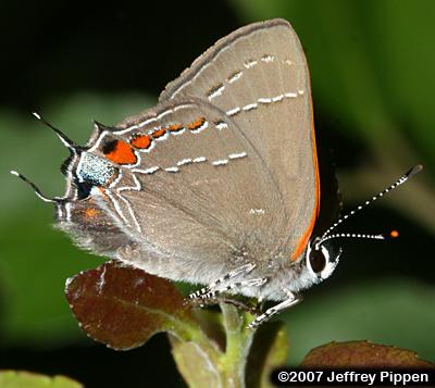 'Southern' Oak Hairstreak (Satyrium favonius favonius)