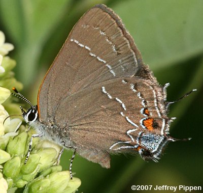 'Northern' Oak Hairstreak (Satyrium favonius ontario)