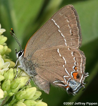 'Northern' Oak Hairstreak (Satyrium favonius ontario)
