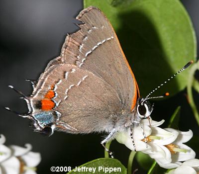 'Southern' Oak Hairstreak (Satyrium favonius favonius)