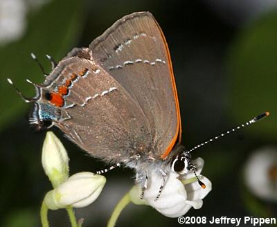 'Southern' Oak Hairstreak (Satyrium favonius favonius)