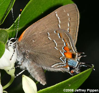 'Southern' Oak Hairstreak (Satyrium favonius favonius)
