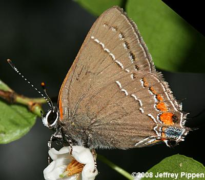 'Southern' Oak Hairstreak (Satyrium favonius favonius)