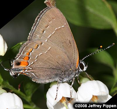 'Southern' Oak Hairstreak (Satyrium favonius favonius)