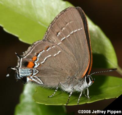 'Southern' Oak Hairstreak (Satyrium favonius favonius)