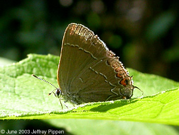 'Northern' Oak Hairstreak (Satyrium favonius ontario)
