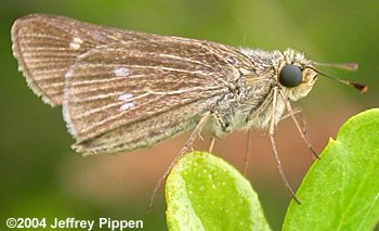 Obscure Skipper (Panoquina panoquinoides)