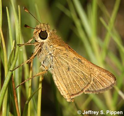 Obscure Skipper (Panoquina panoquinoides)