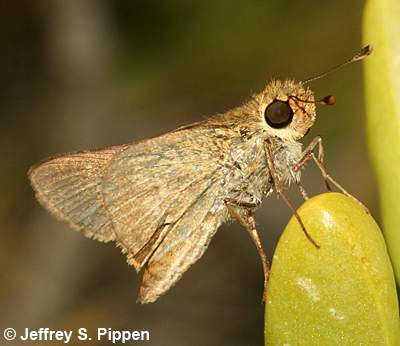Obscure Skipper (Panoquina panoquinoides)