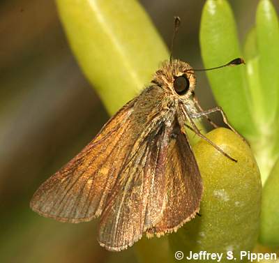 Obscure Skipper (Panoquina panoquinoides)