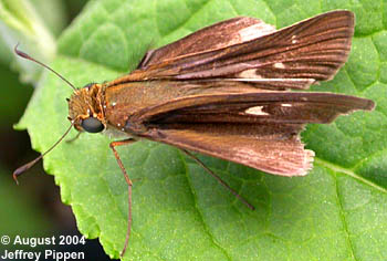 Ocola Skipper (Panoquina ocola)