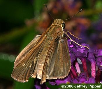 Ocola Skipper (Panoquina ocola)