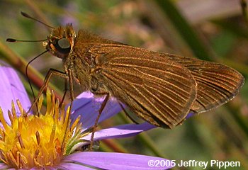 Ocola Skipper (Panoquina ocola)