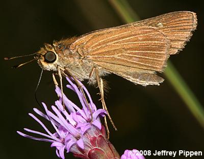 Ocola Skipper (Panoquina ocola)
