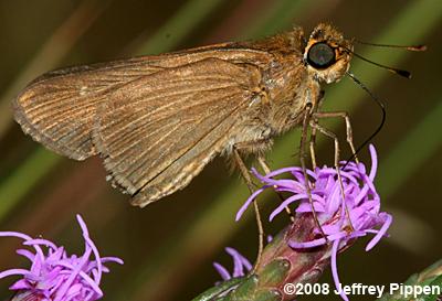 Ocola Skipper (Panoquina ocola)