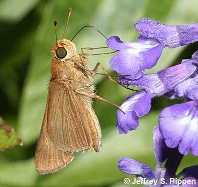 Ocola Skipper (Panoquina ocola)