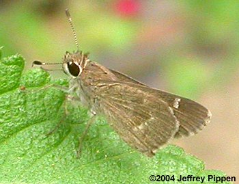 Olive-clouded Skipper (Lerodea arabus dysaules)