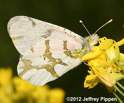 Olympia Marble (Euchloe olympia)