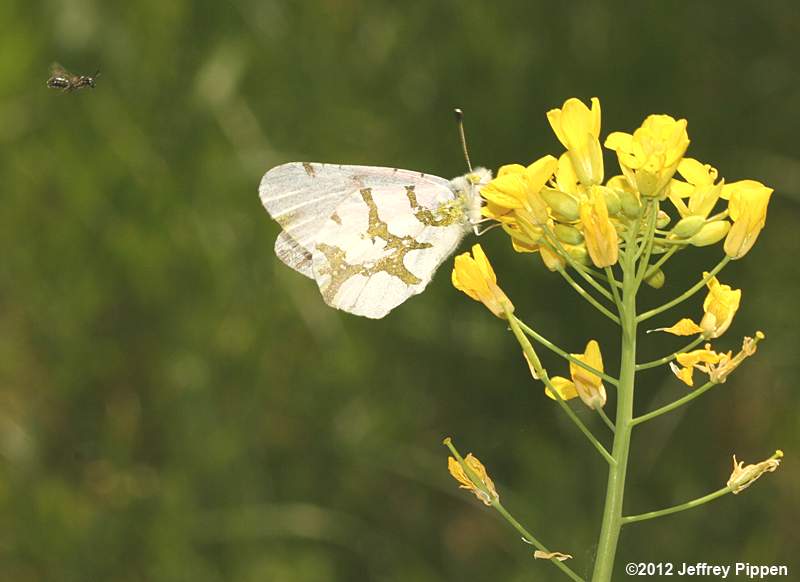 Olympia Marble (Euchloe olympia)
