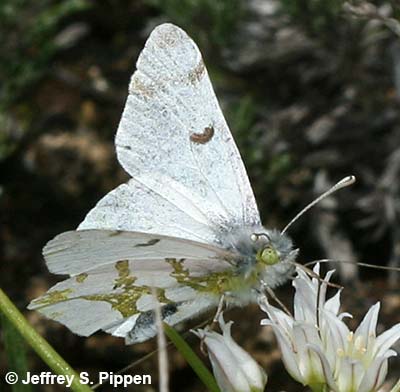 Olympia Marble (Euchloe olympia)