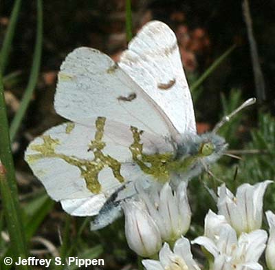 Olympia Marble (Euchloe olympia)