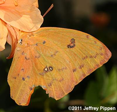 Orange-barred Sulphur (Phoebis philea philea)