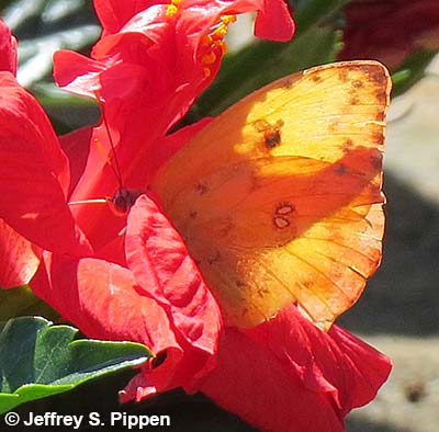 Orange-barred Sulphur (Phoebis philea philea)