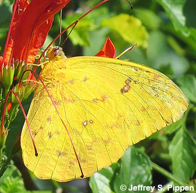 Orange-barred Sulphur (Phoebis philea philea)