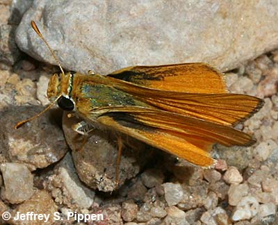 Orange Skipperling (Copaeodes aurantiaca)