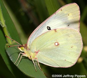 Orange Sulphur (Colias eurytheme)