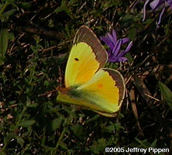 Orange Sulphur (Colias eurytheme)