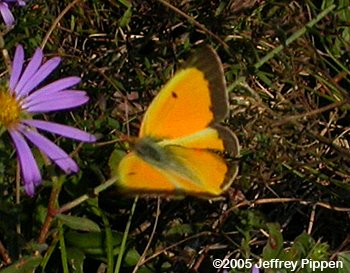 Sleepy Orange (Eurema nicippe)