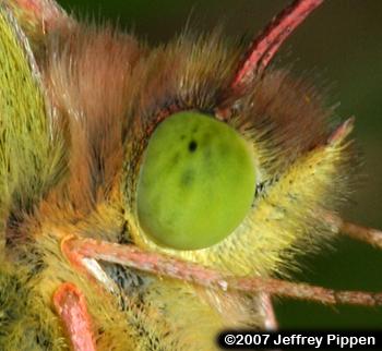 Orange Sulphur (Colias eurytheme)