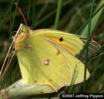 Orange Sulphur (Colias eurytheme)